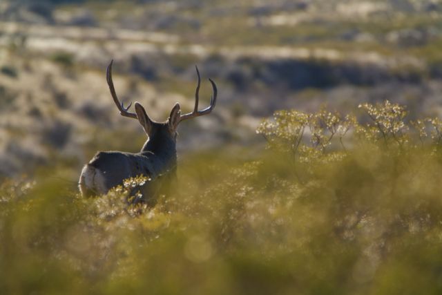 Contemplating power, dominance, and ethereal beauty. #deer #lascrucesnewmexico #lascrucesnm #newmexicotrue #organmountains