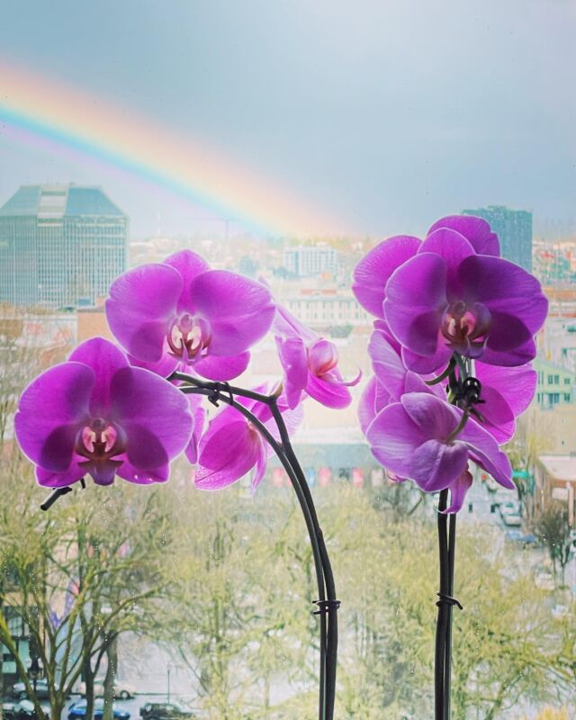 Rainbows over orchids in the Rose City today. #portlandoregon #pearldistrict #rainbow #orchid #orchids #flowers