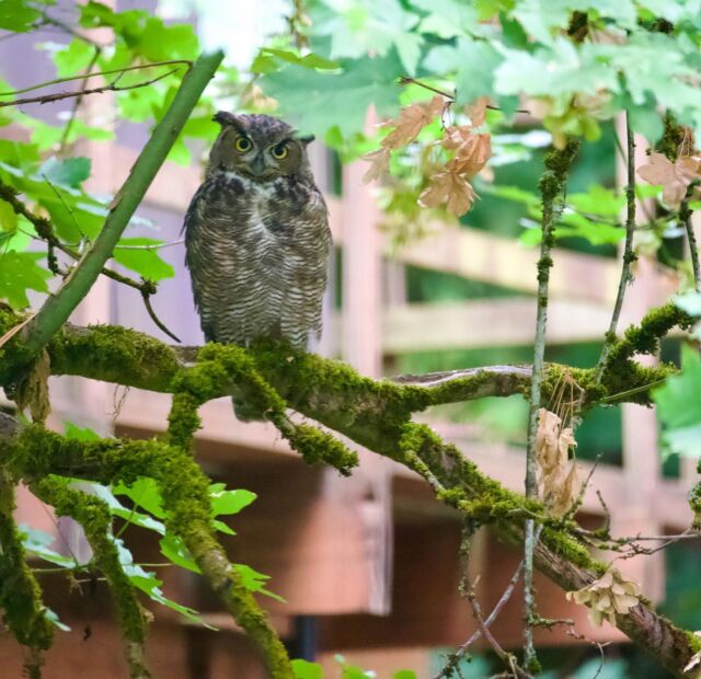 We recently moved to the forest and are meeting new friends, but why so intense this morning? #owl #portland #forest