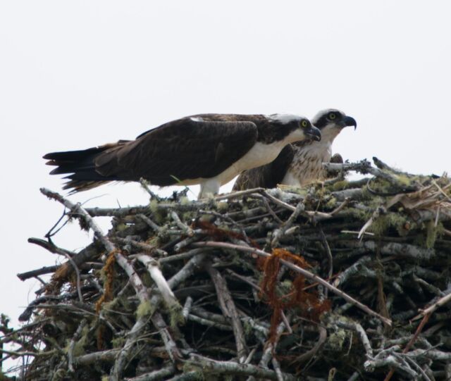 Paired ospreys with new chicks. #osprey #ospreys #seahawks #nest #chicks