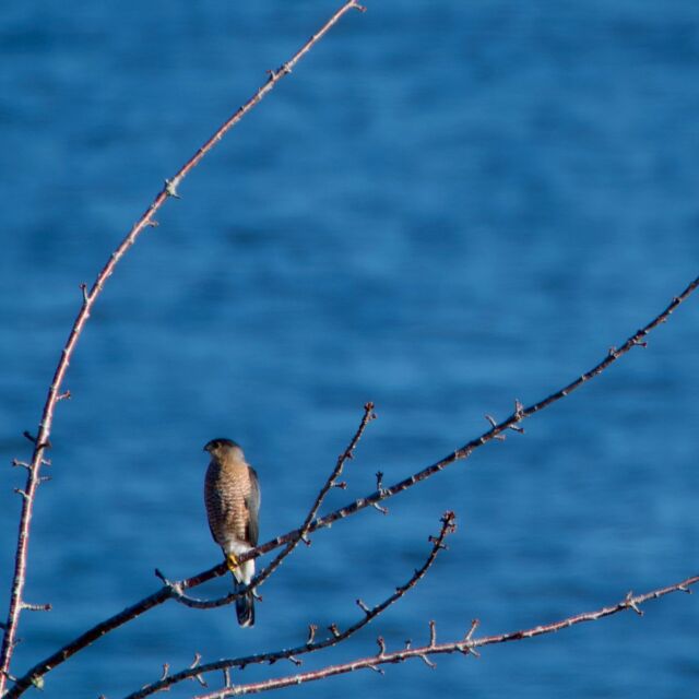 My little friend! #raptor #devilslake #bird