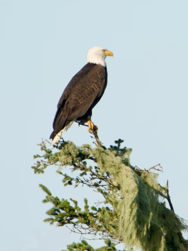 Behind on posting but caught this majestic beast at Siletz Bay #eagle #baldeagle #siletzbay #lincolncity
