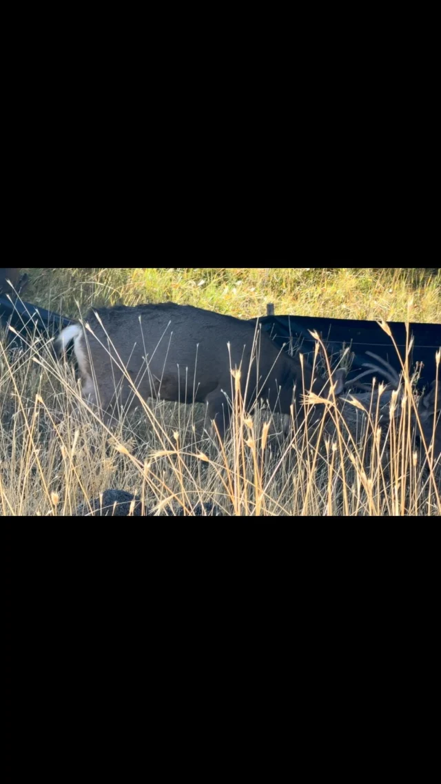 Pushing and shoving in Bend while I charge the car nearby! #deer #buck #bend #bendoregon